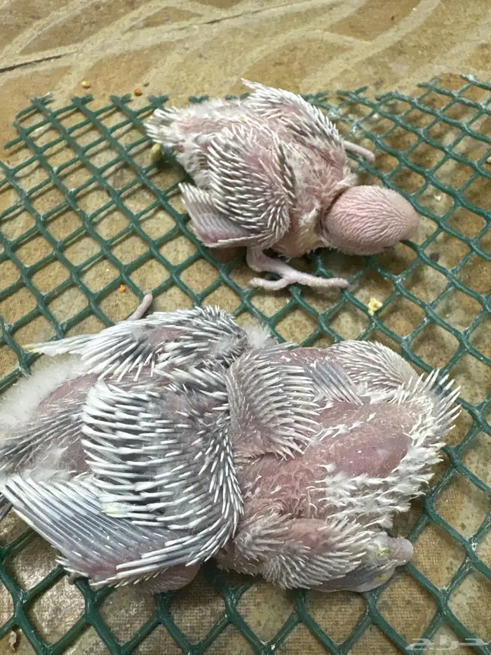 فروخ كروان وفروخ بادجي تحت الغر 1