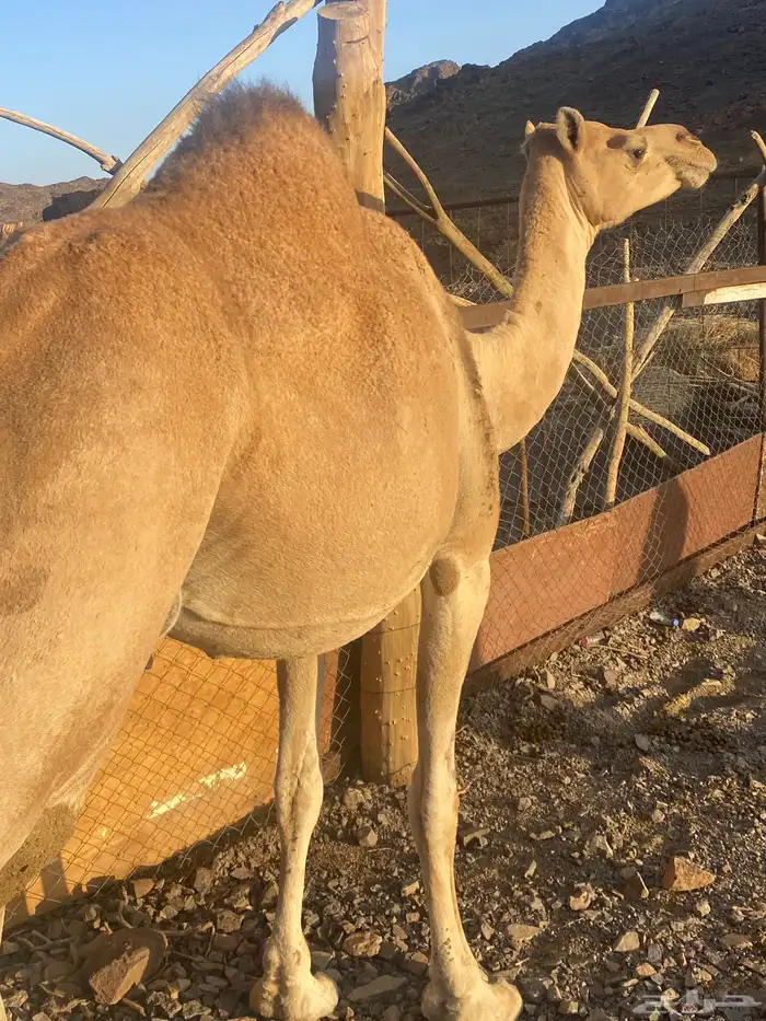 ناقه ساحليه ملاقي طيبه للبيع 0