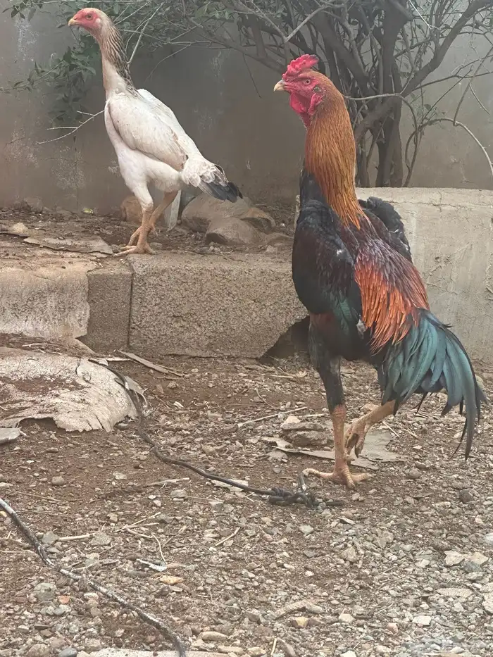 دجاج شامو ياباني للبيع 2