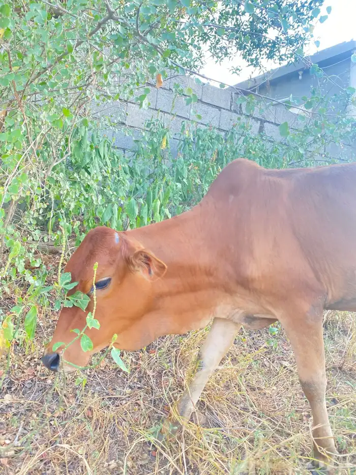 خبشه للبيع 2