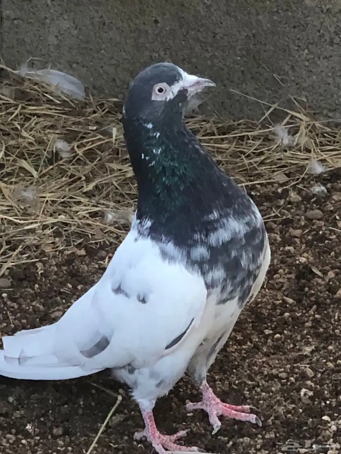 حمام تيدي بيور 1