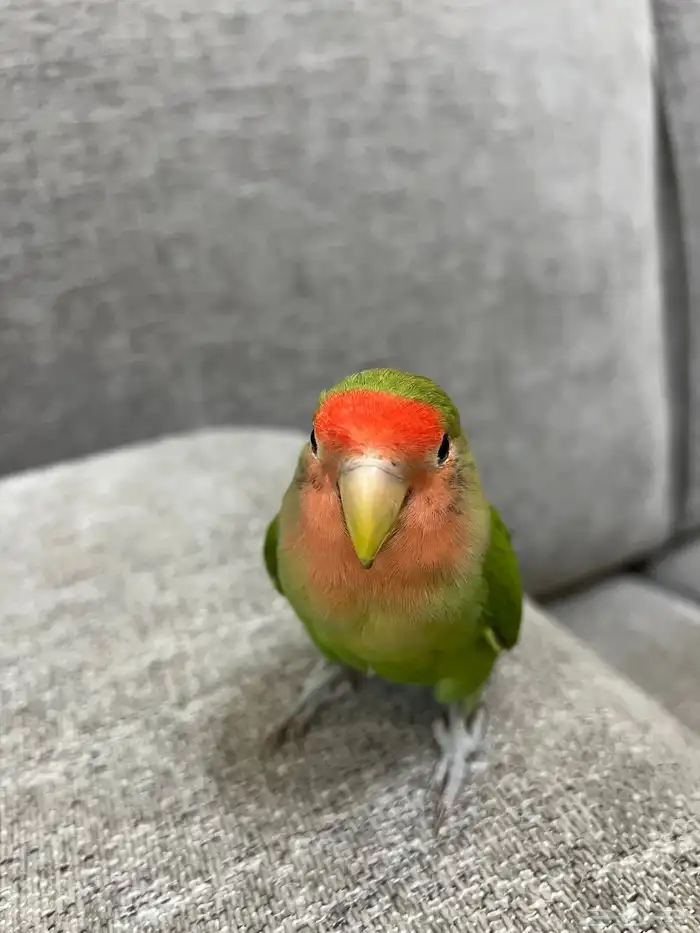 طيور روز ماشاءالله 1