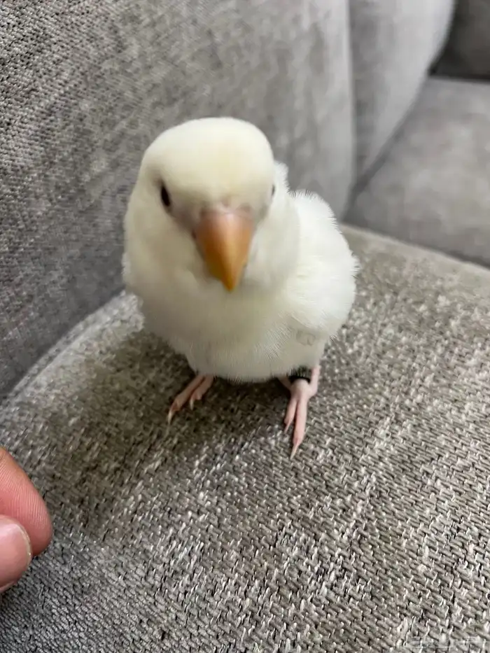 طيور روز ماشاءالله 7