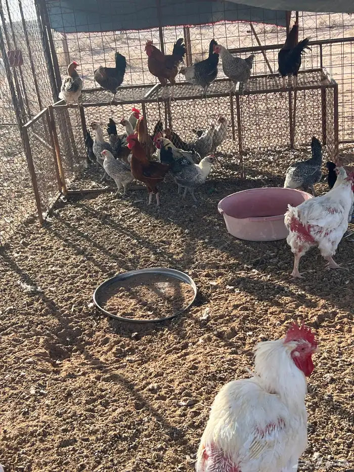 دجاج بلدي وفيوم 1