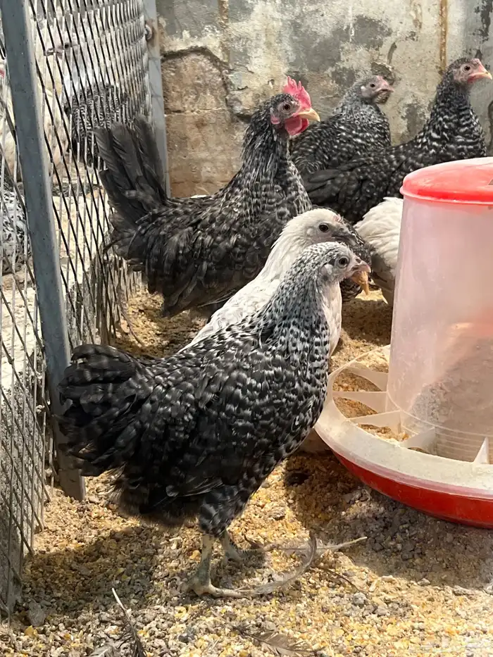 صوص هجين مكس فيومي المنيوم مع كوشن ملكي 1