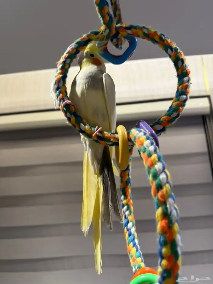 للبيع - كروان متكلم وأليف 2