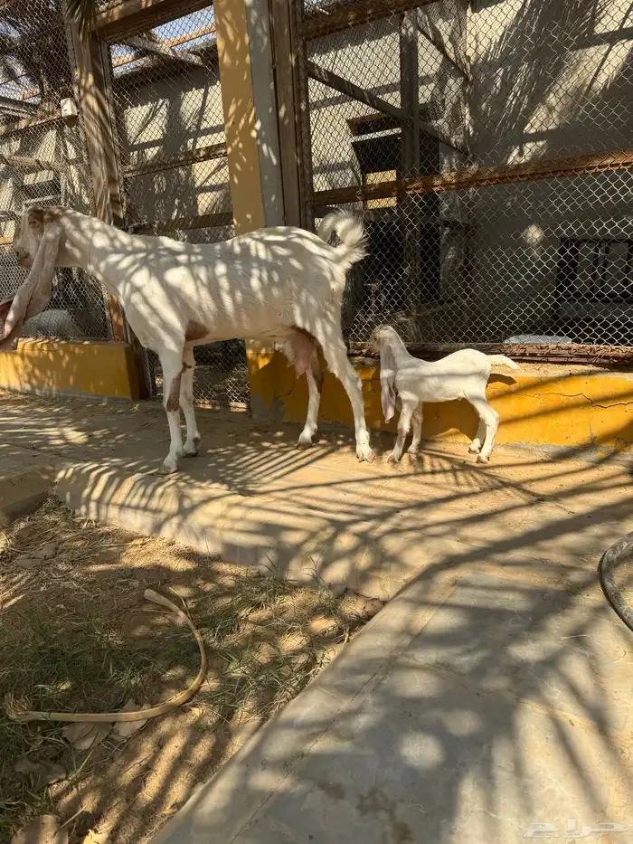 للبيع ماعز هولندية صنف وجرم معها حفرة على السوم 3