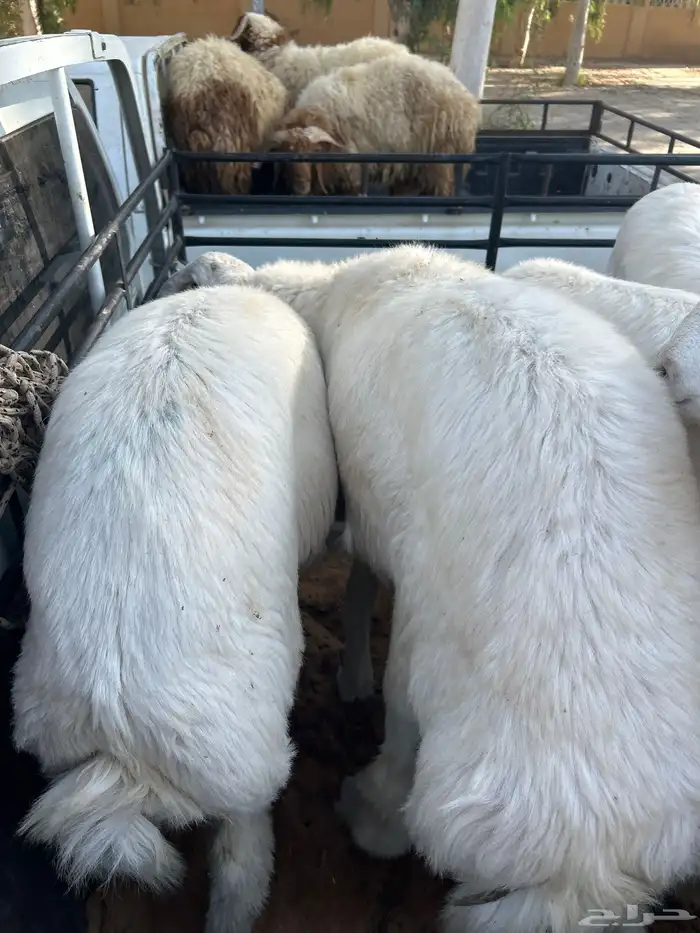 خرفان حريات اعمار من6شهور 1