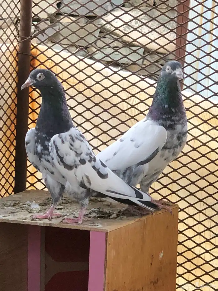 حمام تيدي بيور 2