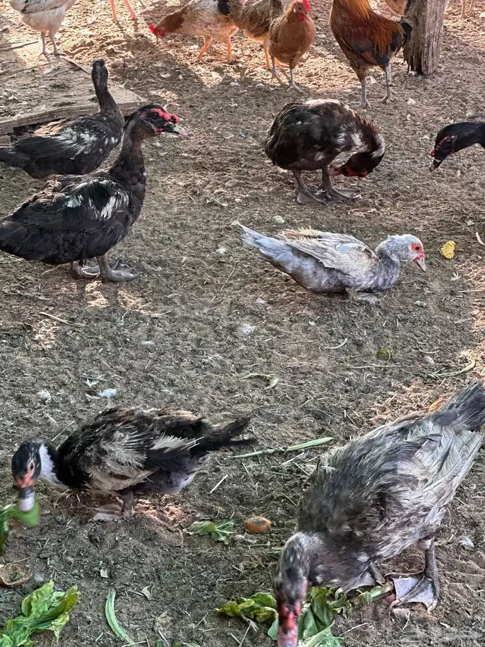 بط بح مصري وبكين 0