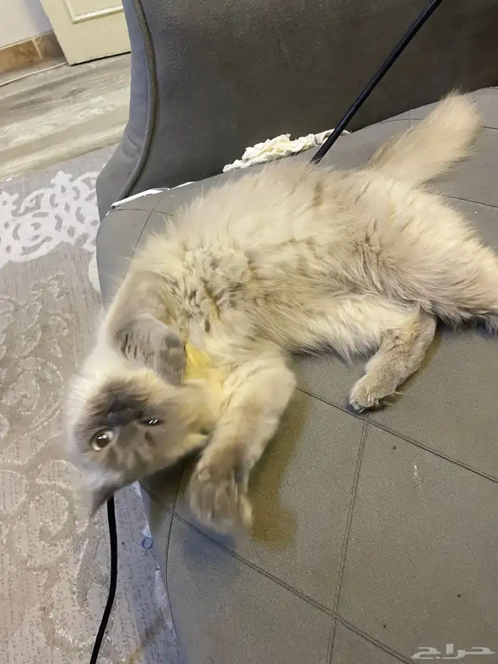 قط هملايا للبيع صغير عمره ثلاث شهور 1