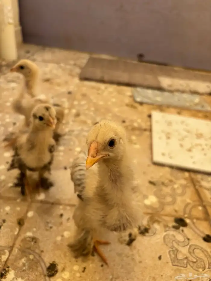 دجاج براهما للبيع 1