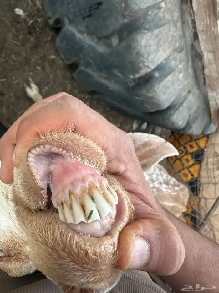 عنز تحتها جفره 0