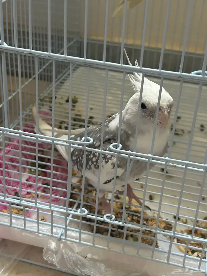 ذكر كروان هولندي 0