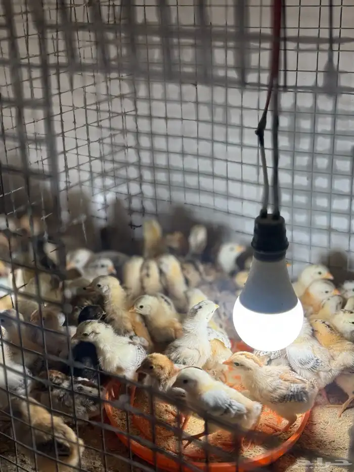 صوص دجاج بلدي فآخر تم البيع تم البيع 4