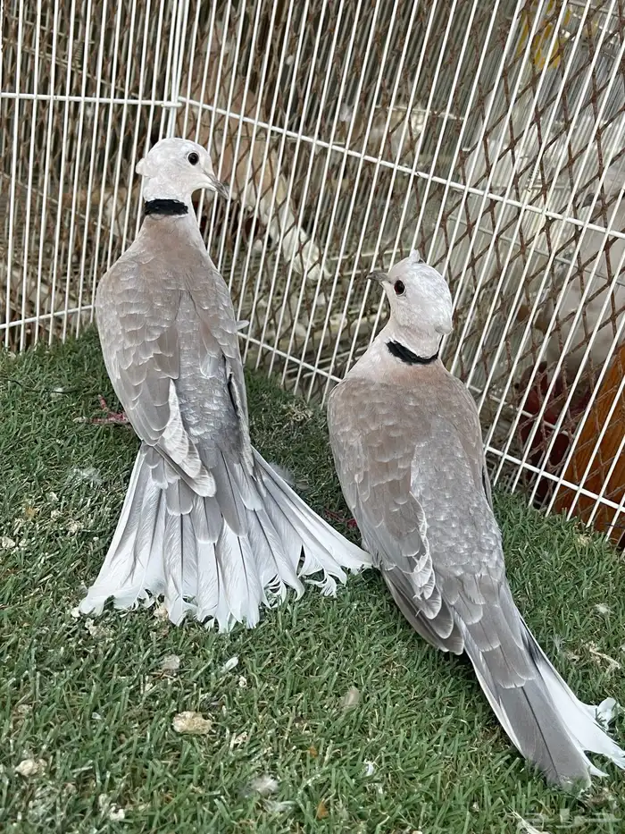 ياكريم اقرزل 1