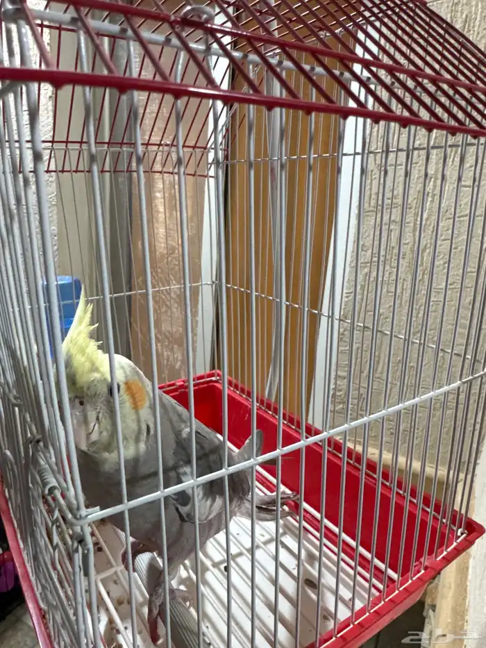 طائر كوكتيل مع قفص وحامل قفص فقط ب 350 ريال 2