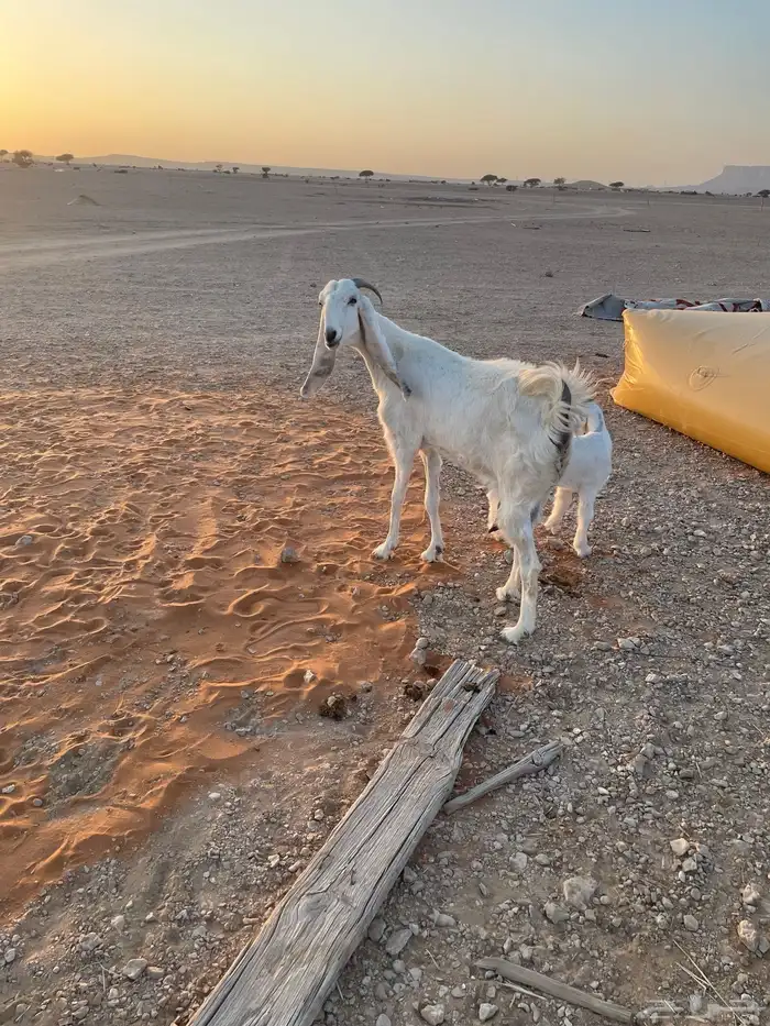 معزا متابيع 3