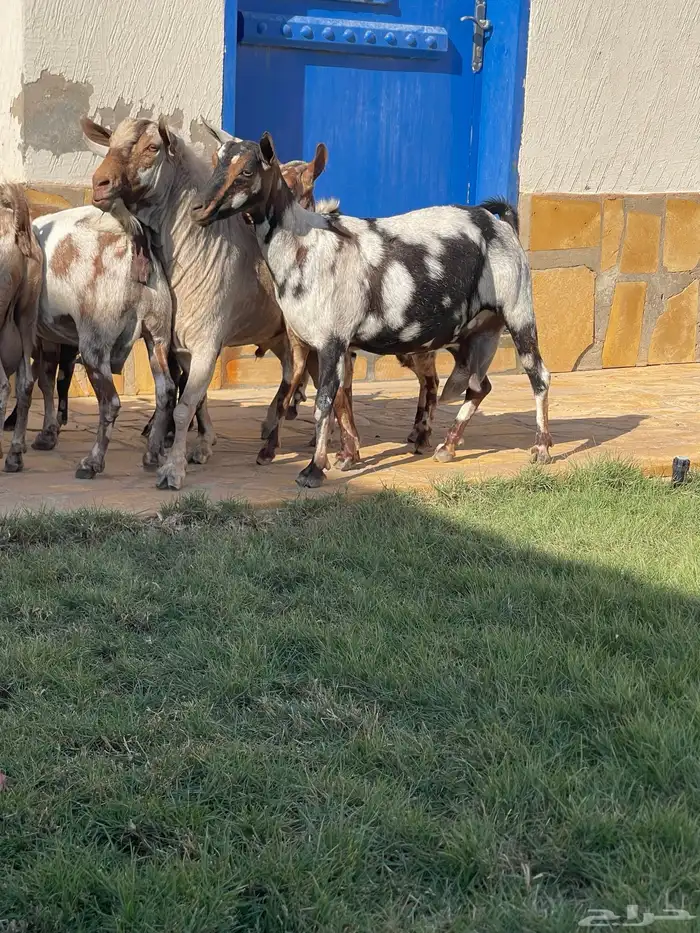 ماعز عماني جيشي 4