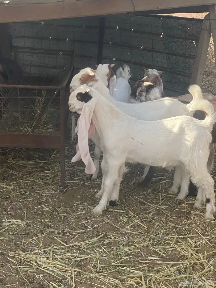 الطايف السديرة الحمادين 0