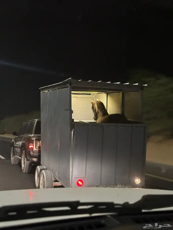 عربه خيل للبيع 8