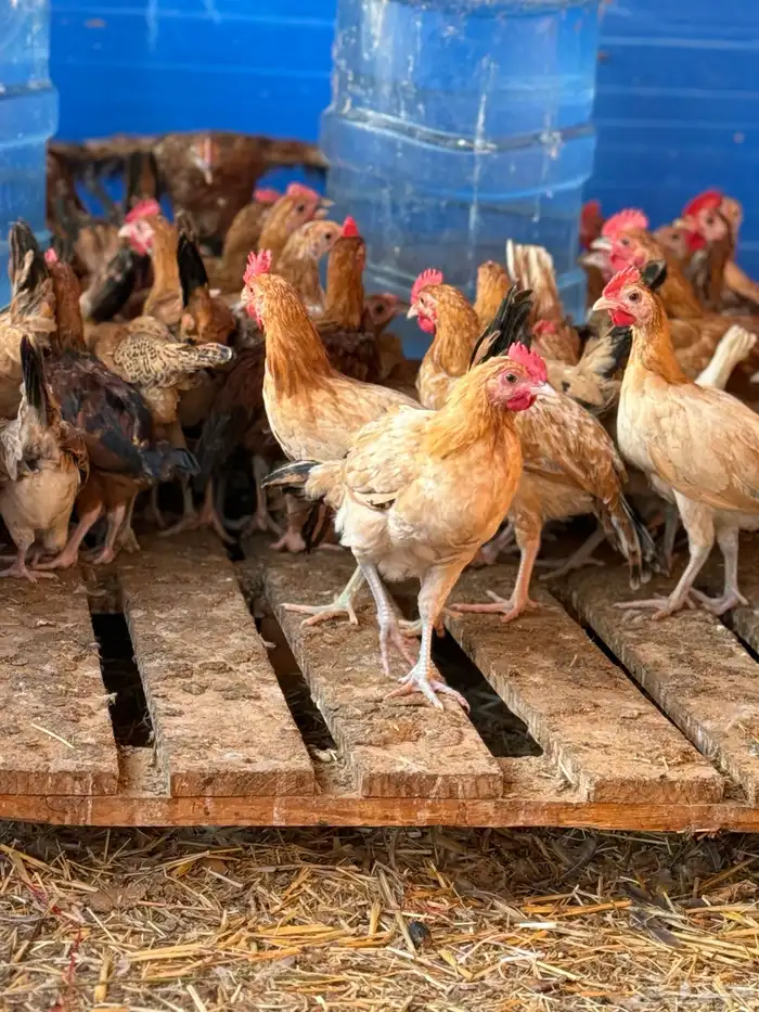 ياشاري الدجاج عمره فوق شهرين البيع عاجل ألرجاء عدم البخس 2