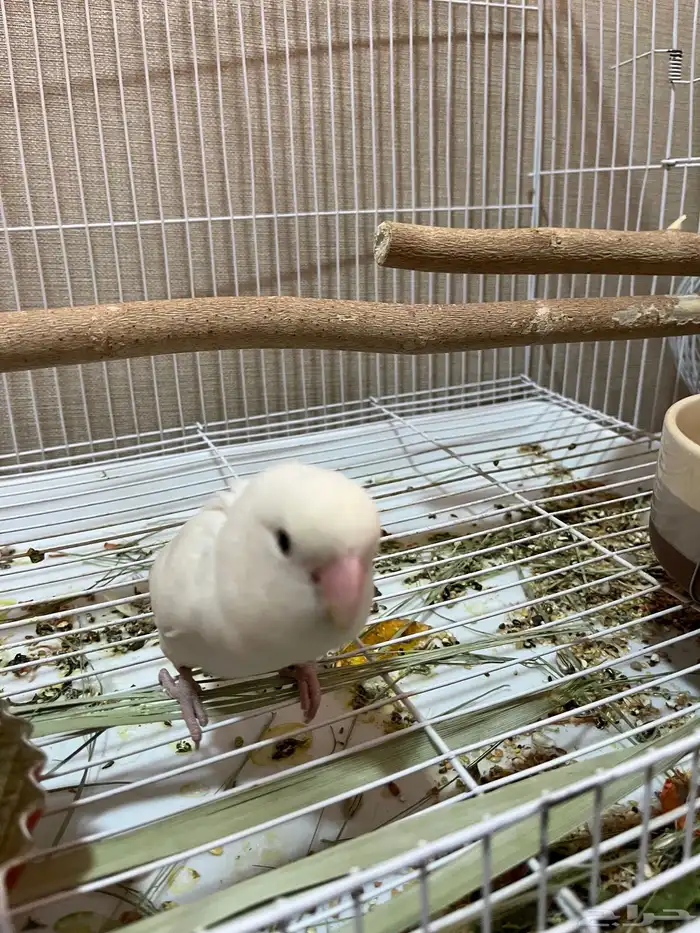 انثى روز البينو جاهزة للانتاج 2