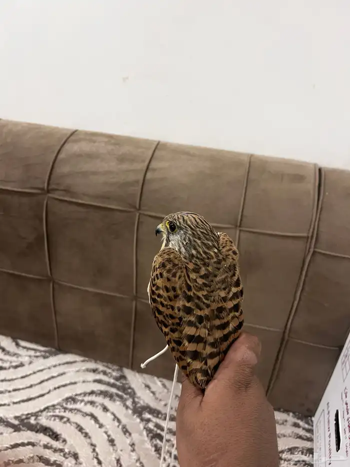 للبيع باشق 1