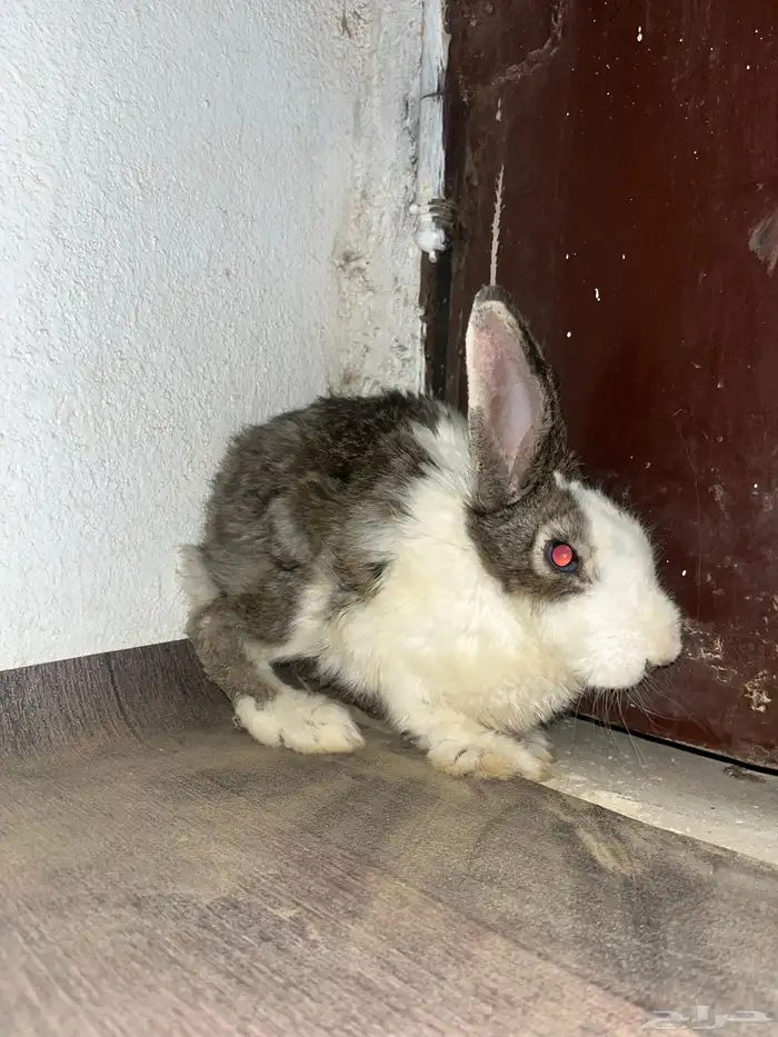 ارناب عفيف 1