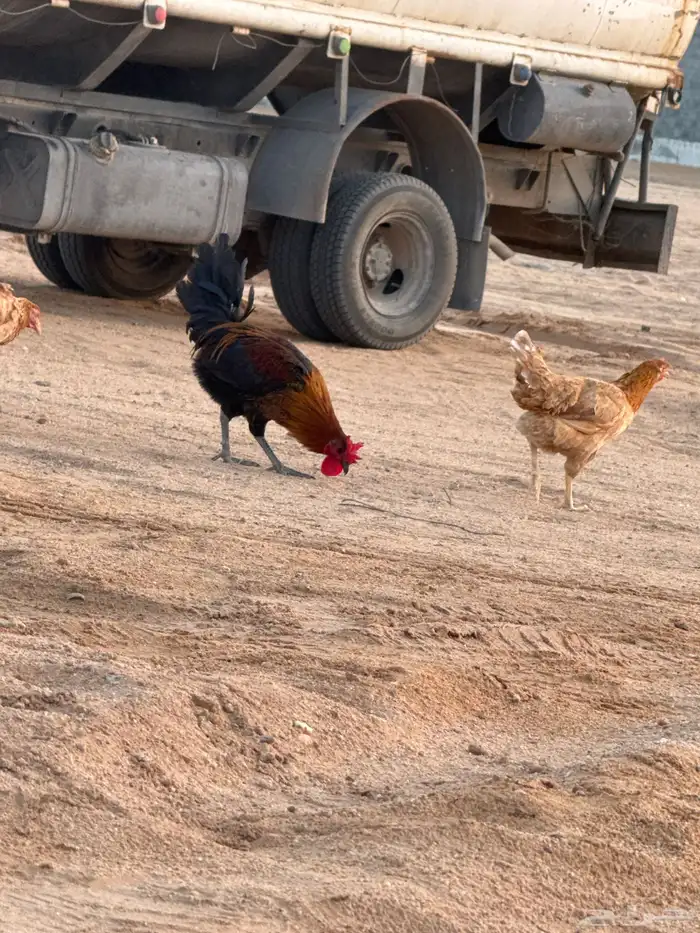 دجاج تركي للبيع 7 ويك 1 5