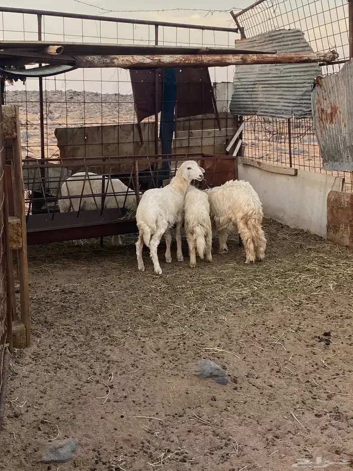 رخال وخروف طيبات ذبايح 2