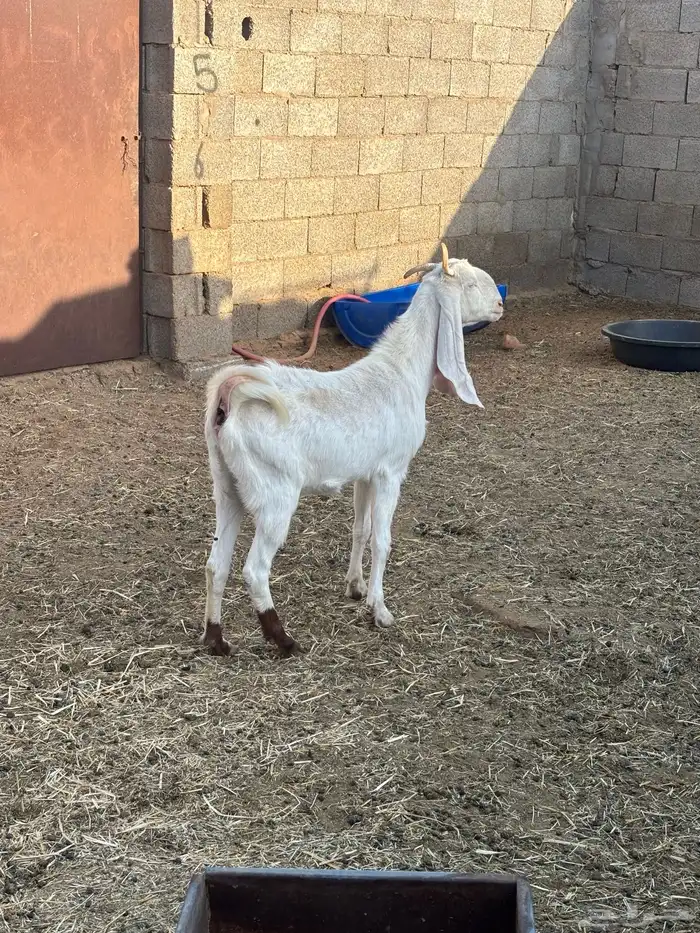 للبيع معزا مواليد عدد ثنتين كل وحده تحتها جفره 2