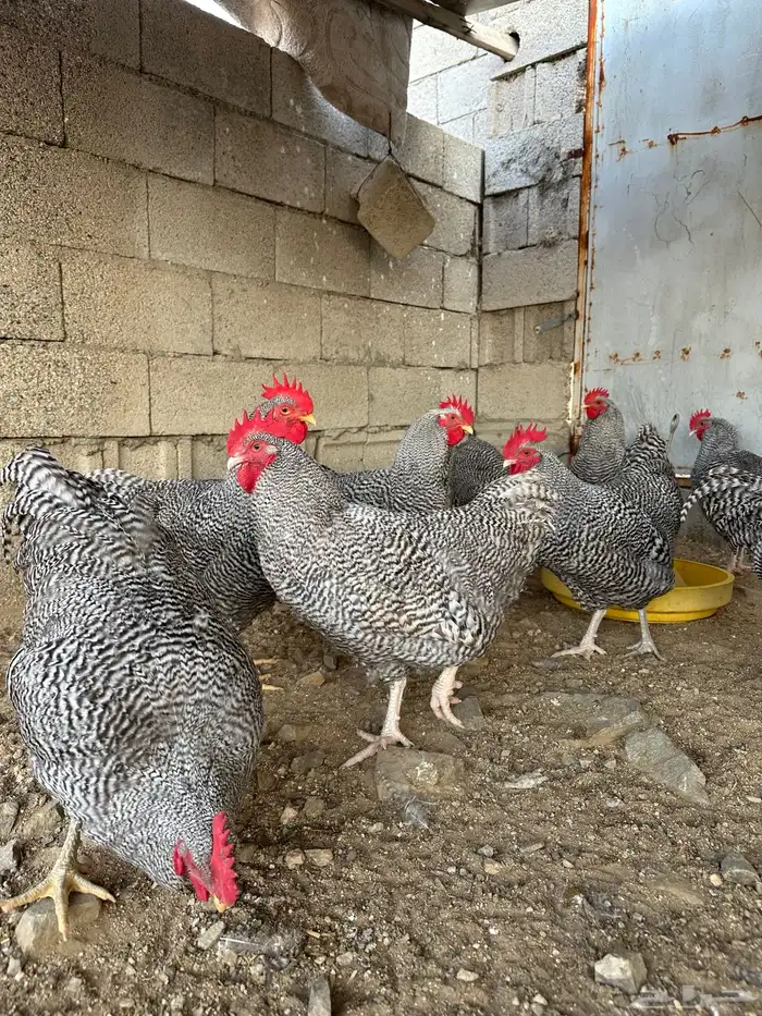 ديوك امروك صافي شرط 4