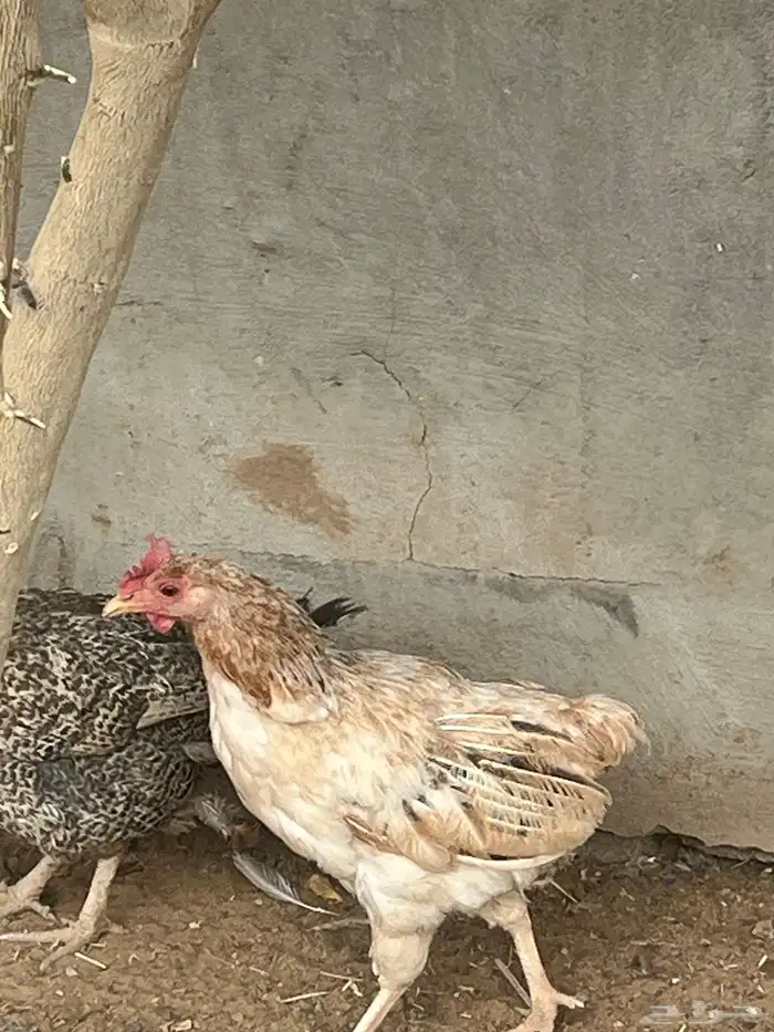 دجاجتين بيضات شرط وميعاني من اي أمراض 0