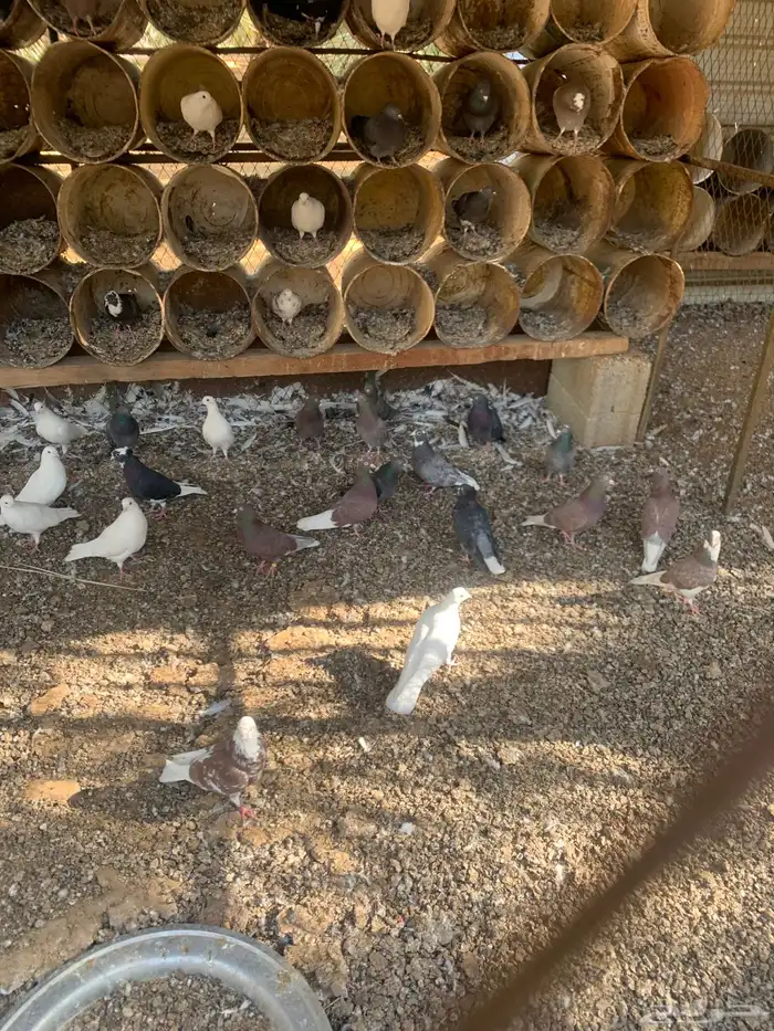 حمام قلاب ازواج 0