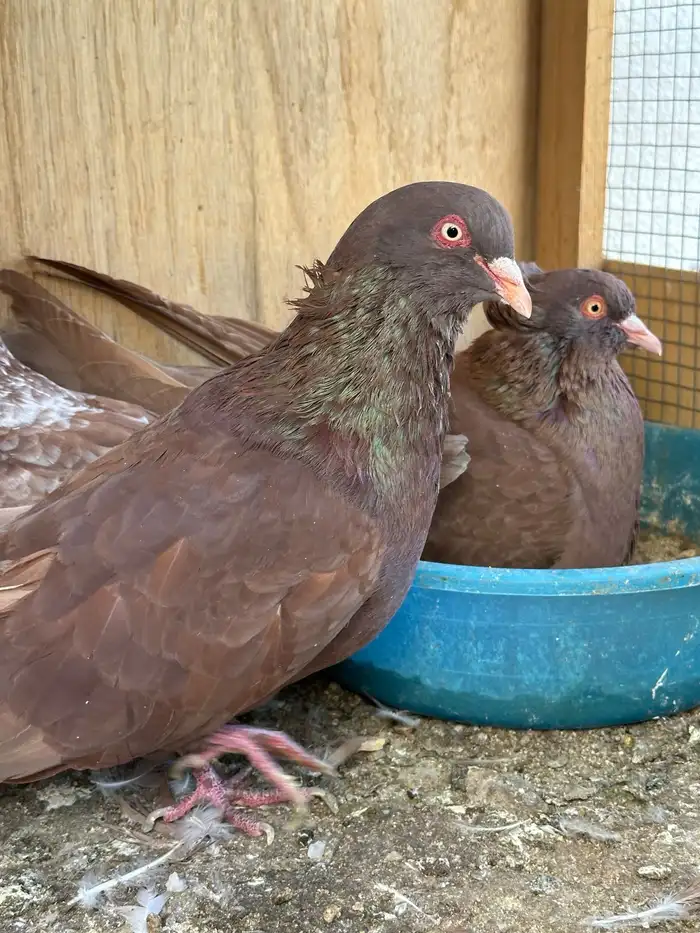 حمام مصري مالطي فاخر 1