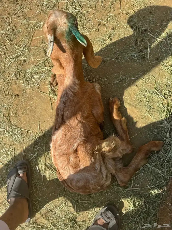 تيس فيه رخاوه صحة ممتازه عمر 4 شهور 0