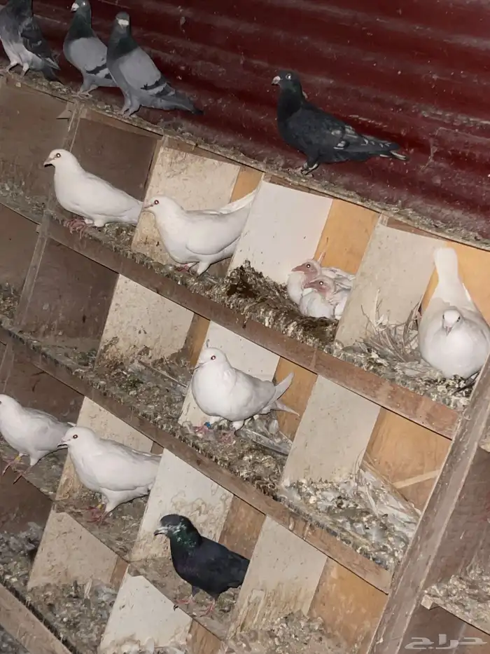 حمام لاحم ابيض جامبو 5