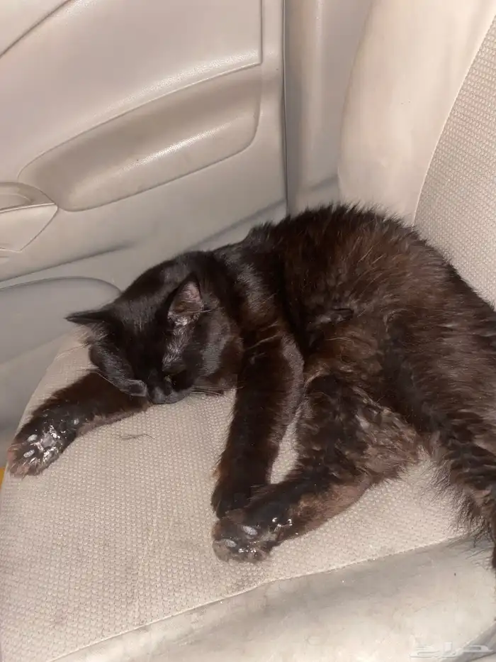 قطوه ذكر وانثى واحد عمره6شهور والانثى 5شهور 0