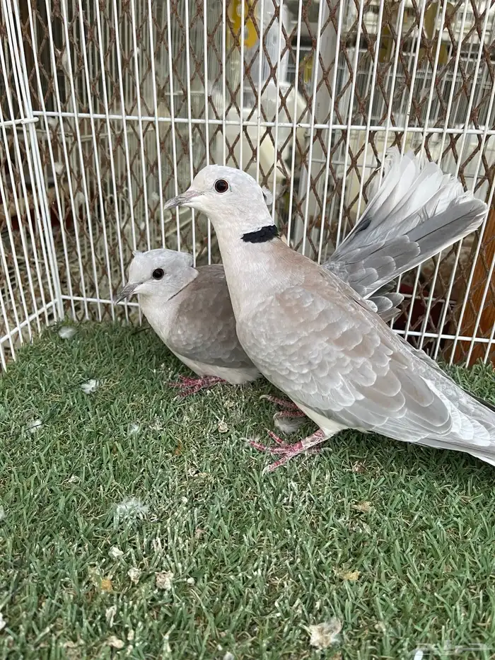 ياكريم اقرزل 3