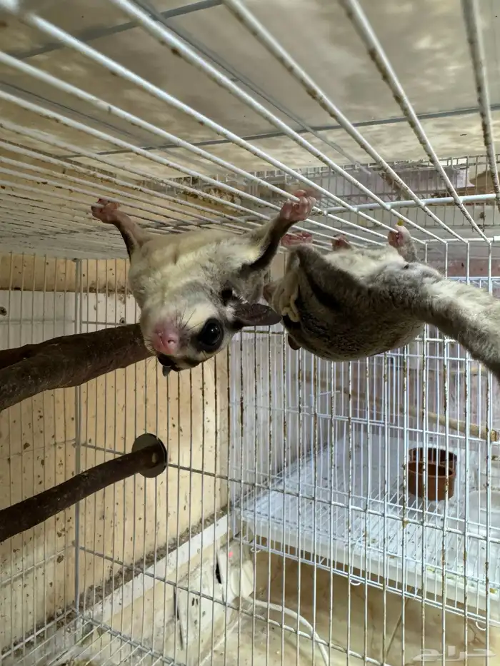 سنجاب الطائر شوقر قلايدر 0