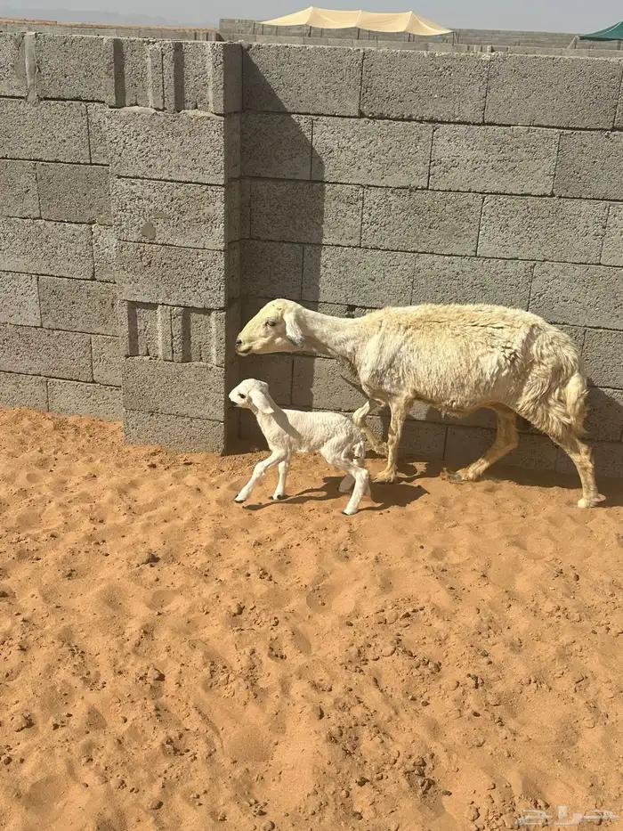 حريه متبع بخروف 1