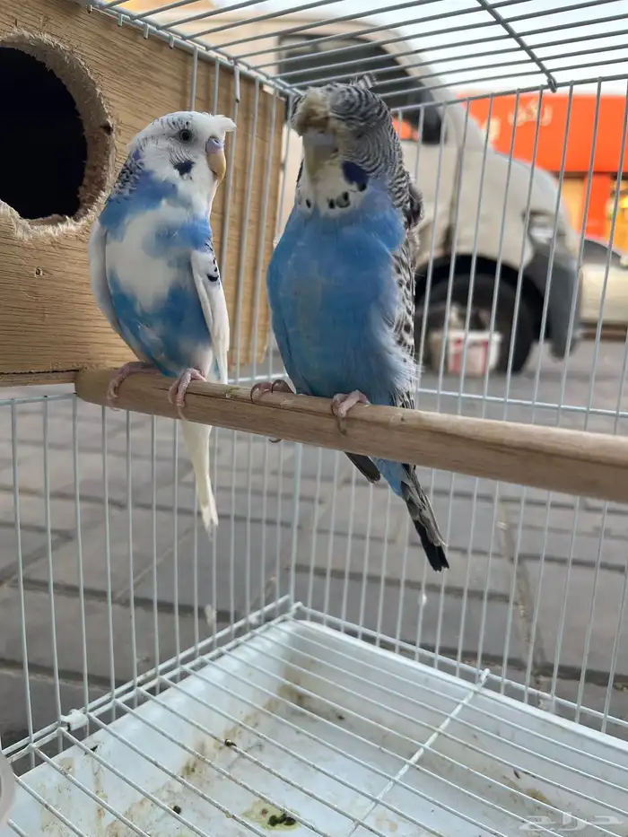 طيور بادجي 4