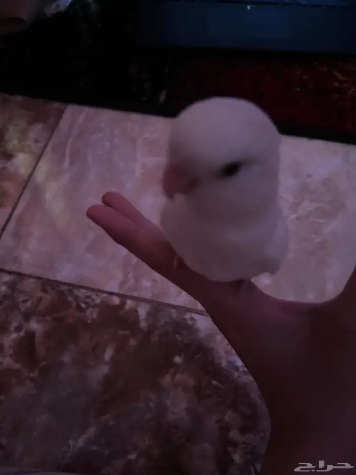 طير روز ذكر مرح مروض اليف صحته بخير مع قفص كبير 2