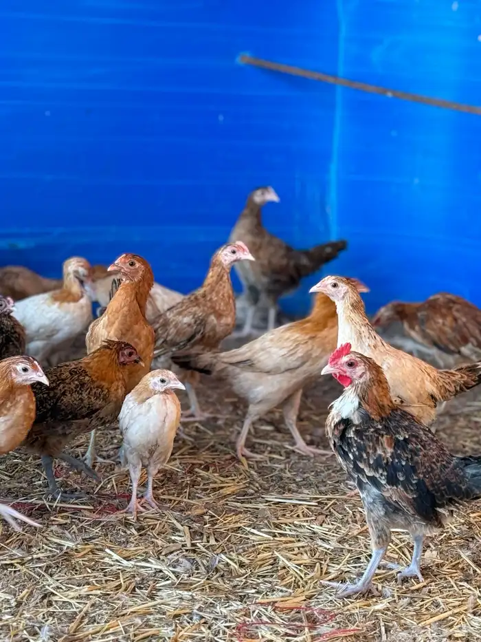 ياشاري الدجاج عمره فوق شهرين البيع عاجل ألرجاء عدم البخس 3