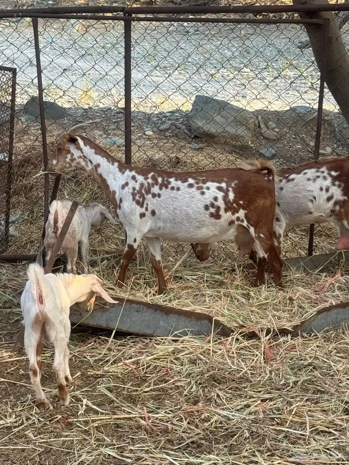 10 من الغنم عليها 3 وفيها 3 قرايب غنم طيبه جدا 7