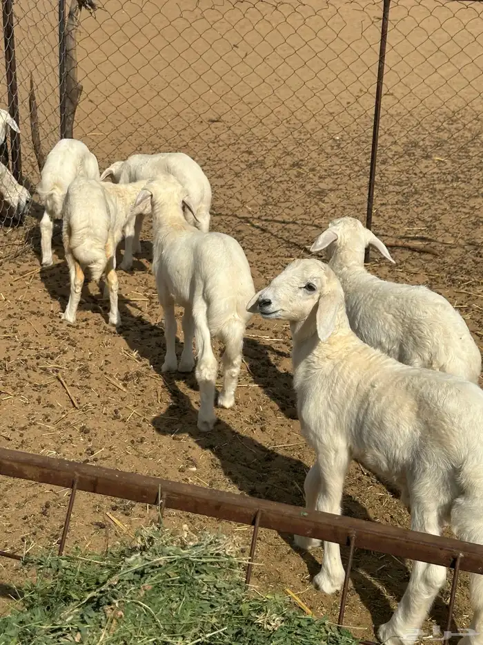 بهم تربية حري شعرة بيضاء عدد 7 بهم مراح مانزل السوق 3