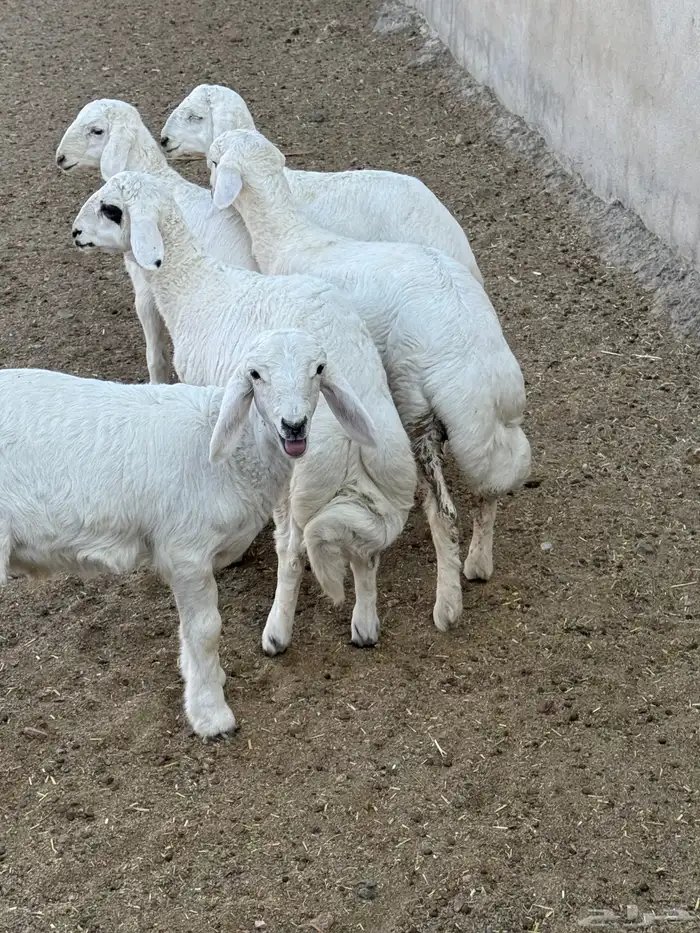 5 خرفان كفو كفو 1