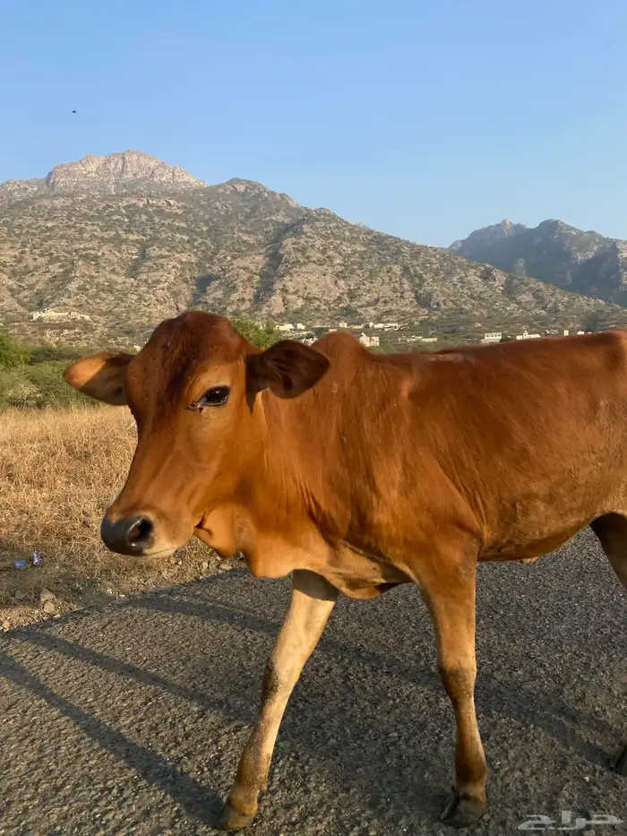 خبشه للبيع 0