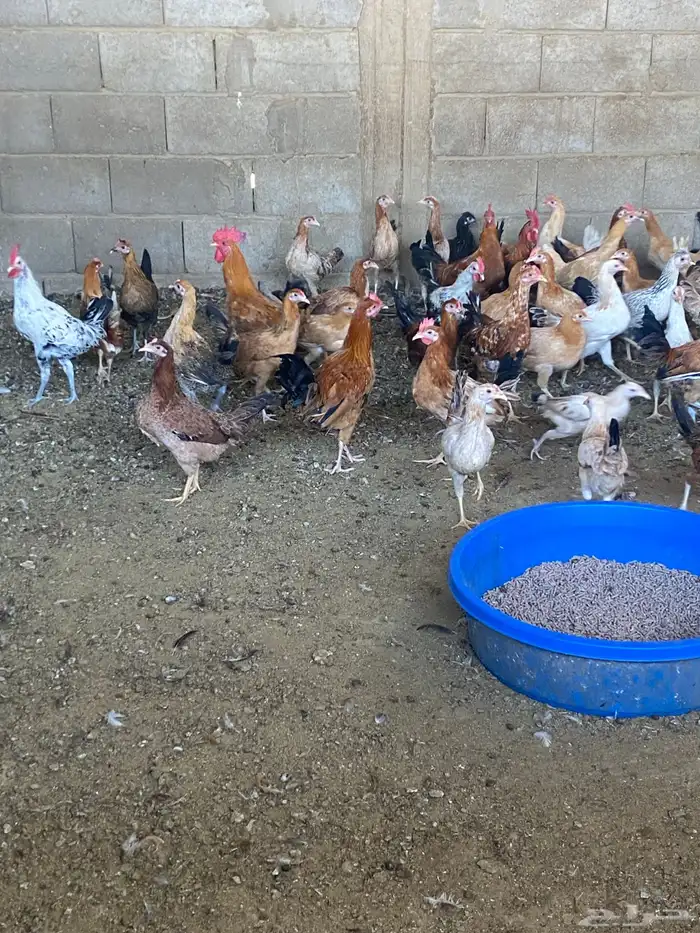 دجاج للبيع 5